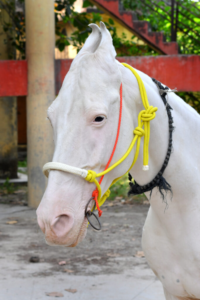 Rope Halter-Yellow Gallery Image 2 - Yellow poly nylon rope horse halter featuring a decorative hair accent and full-size adjustable design. Built without hardware material, it...