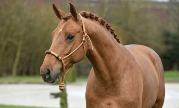 Horse wearing bosal vnt product accessory