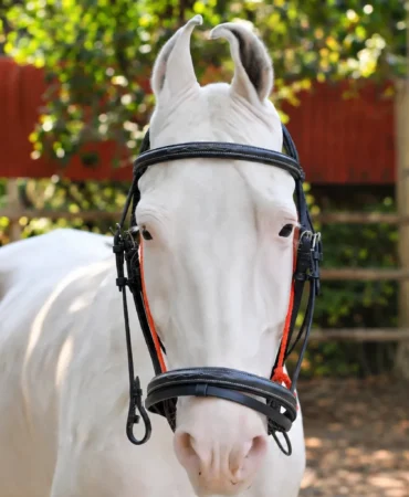 Dressage New Black Bridle - Premium black leather horse bridle designed with a bit, jumping noseband, and soft cow leather padding. Made from black DD...