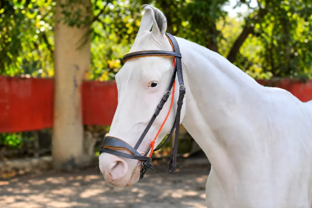 Dressage Brown Bridle Gallery Image 1 - Light brown leather horse bridle with tan soft cow leather padding and stainless steel fitting material. Designed in full size,...
