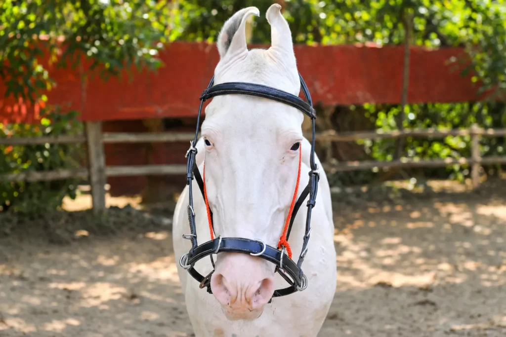 Jumper Oak Black Bridle Gallery Image 1 - Black leather bridle featuring fancy silver Bukkal fittings, a jumping noseband, 1" Dee detail, and soft black cow leather padding....