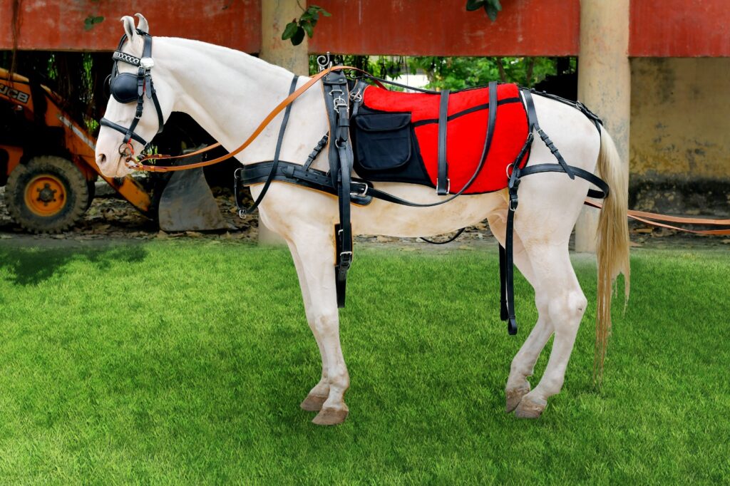 Leather Horse Driving Harness set - High-quality, durable Biothane single horse harness reinforced with leather and fitted with stainless steel hardware. Features an anatomical, dimensionally stable...