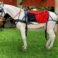 Leather Horse Driving Harness set - High-quality, durable Biothane single horse harness reinforced with leather and fitted with stainless steel hardware. Features an anatomical, dimensionally stable...