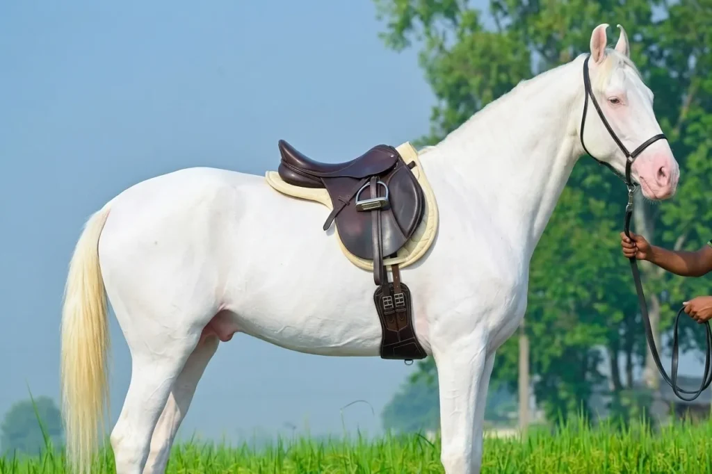Dressage Girth (VT-GIRTH-116) Gallery Image 1 - Premium leather dressage girth designed with elastic support to provide a comfortable fit while maintaining secure saddle placement. Built for...