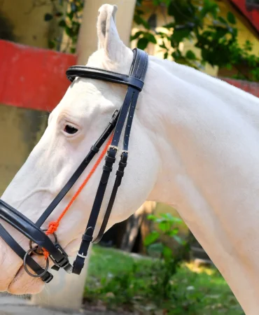 Hunter Classic Black - Classic black leather horse bridle with bit, jumping noseband, and soft cow leather padding. Made from black DD leather with...