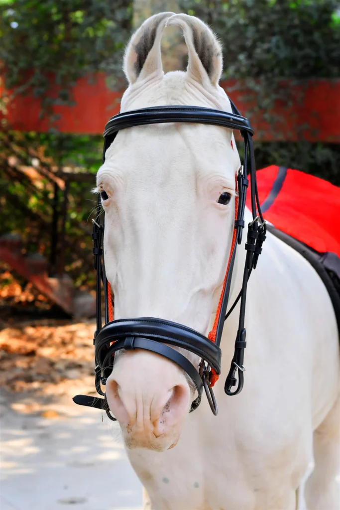 Bridle Leather 1 - Classic black leather horse bridle with bit, jumping noseband, and soft cow leather padding. Made from black DD leather with...