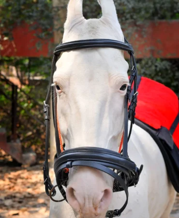 Jumper Black Bridle - Premium black leather horse bridle featuring a bit, jumping noseband, and soft cow leather padding. Crafted from black DD leather...