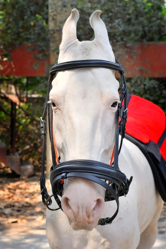 Jumper Black Bridle - Premium black leather horse bridle featuring a bit, jumping noseband, and soft cow leather padding. Crafted from black DD leather...