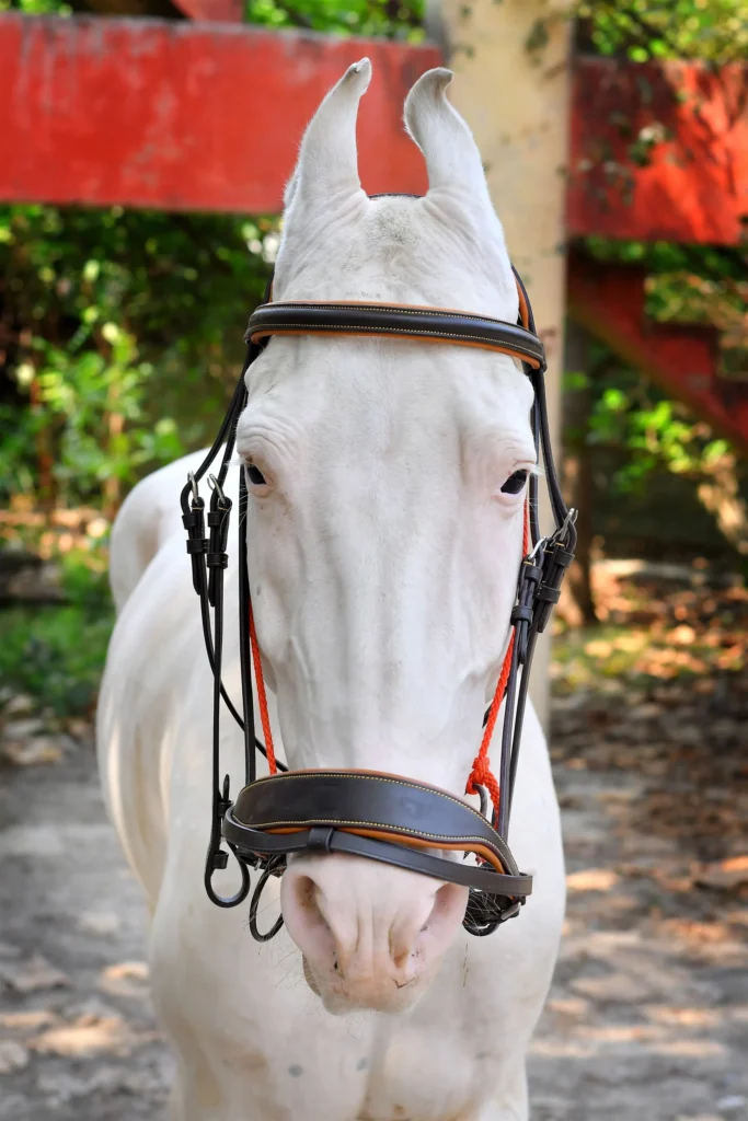 Hunter Brown Bridle - Light brown leather horse bridle designed with tan soft cow leather padding and stainless steel fitting material. The full-size construction...