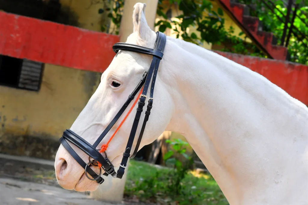 Dressage Black Bridle - Black Leather Bridle, Size- Full Size, Fully Adjustable horse bridle.