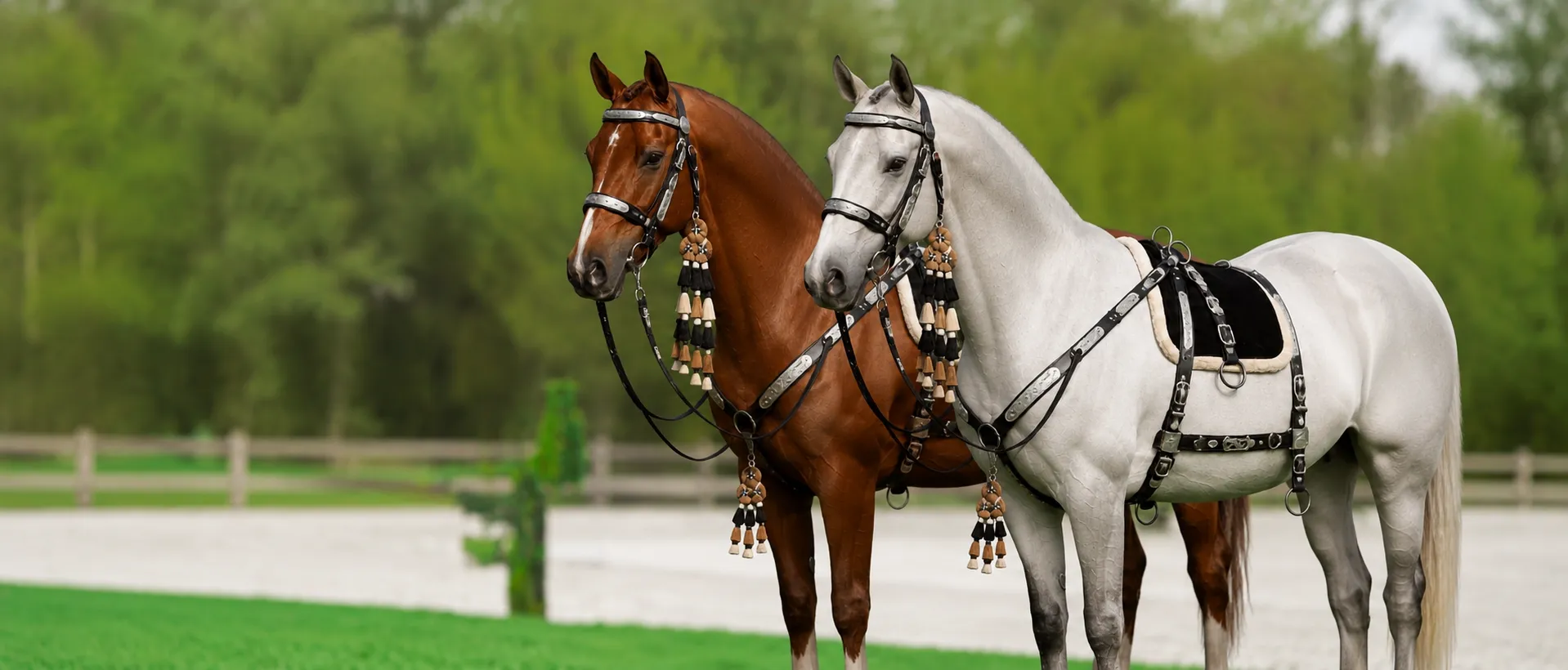 Two horses wearing veera novatech's horse saddlery products