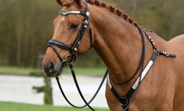A single horse showcasing VEERA NOVATECH's genuine leather harness, designed with durability, comfort, and quality craftsmanship for professional equestrian use.